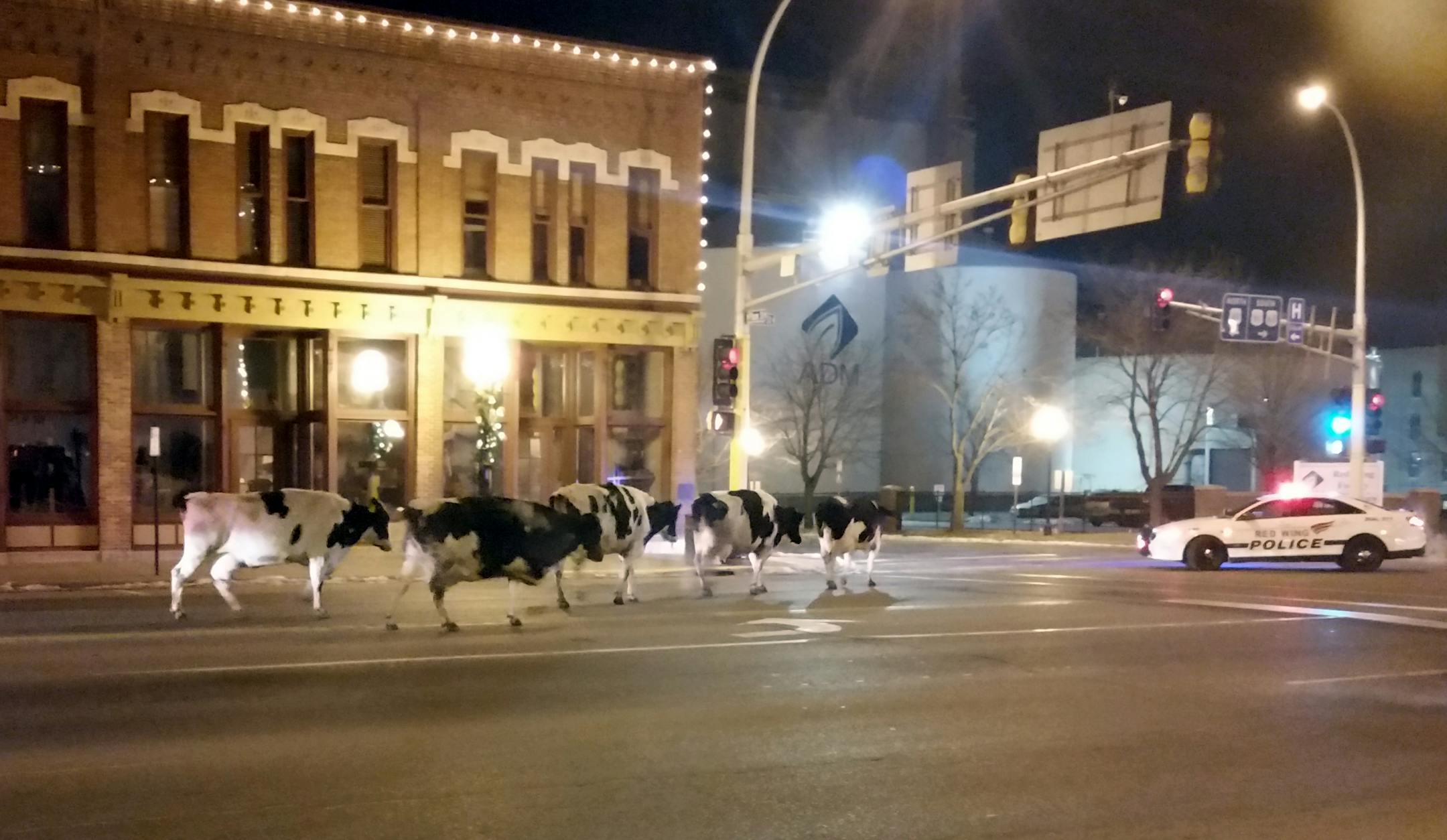 In this Dec. 3, 2014 photo provided by Jeffrey Chandler six wayward dairy cows saunter down the main drag in Red Wing, Minn., a small city tucked along the Mississippi River. Authorities say the owner noticed the cattle were missing when he returned to his farm in Hager City, Wis., and figured they were in Red Wing where he had stopped. (AP Photo/Jeffrey Chaldler)