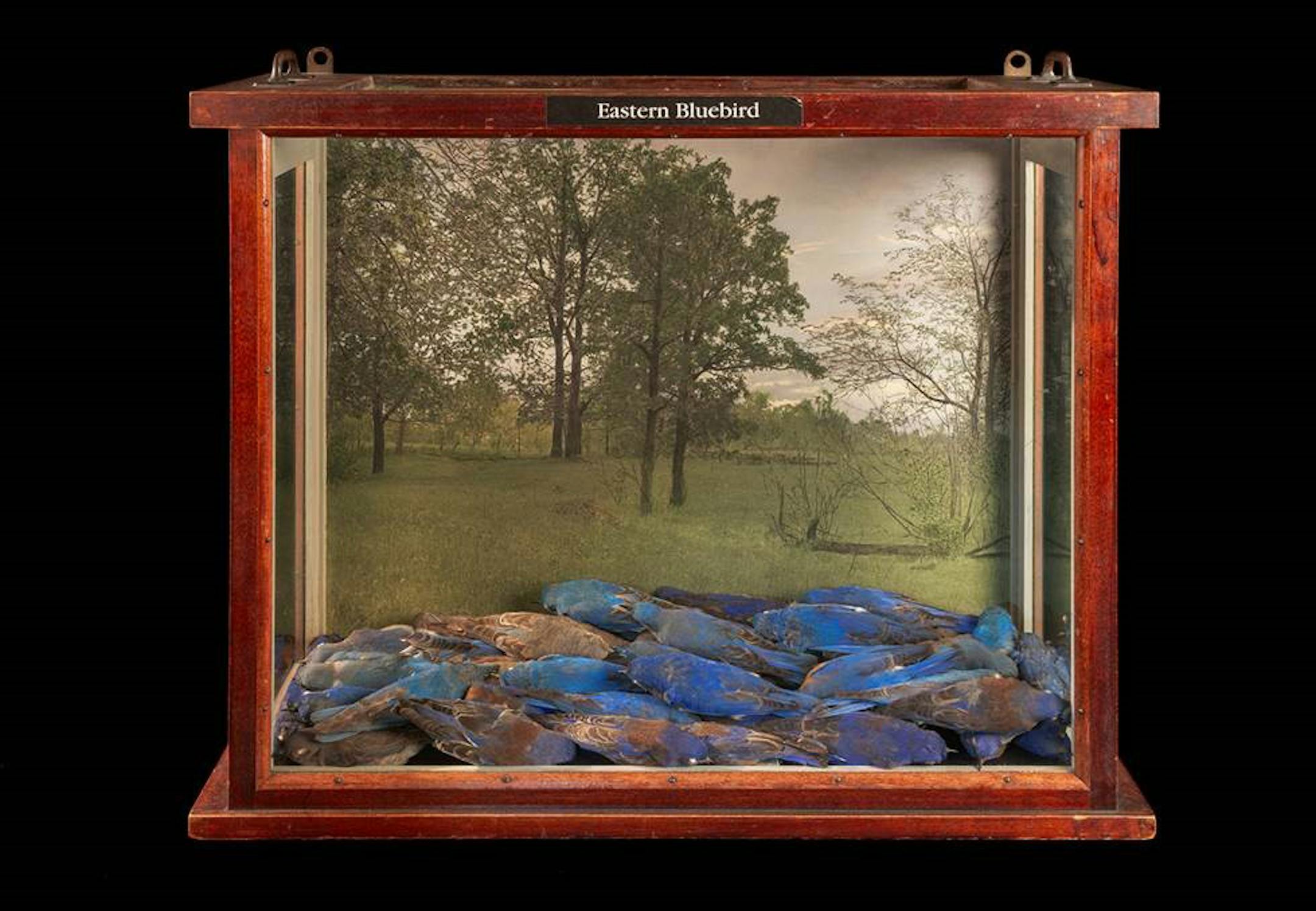 "She Was Concerned About the Loss of Habitat" by Jeff Millikan.