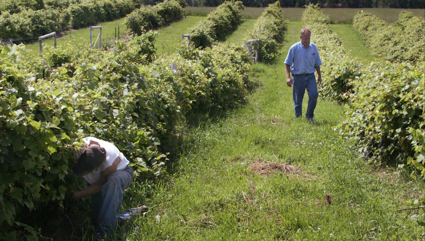 Carlos Creek Winery in Alexandria, Minn., offers compostable glasses.