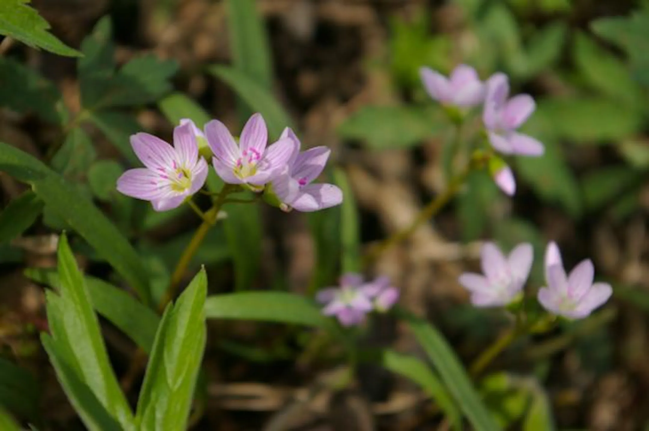 Spring In Mn A guide to spring woodland flowers in Minnesota