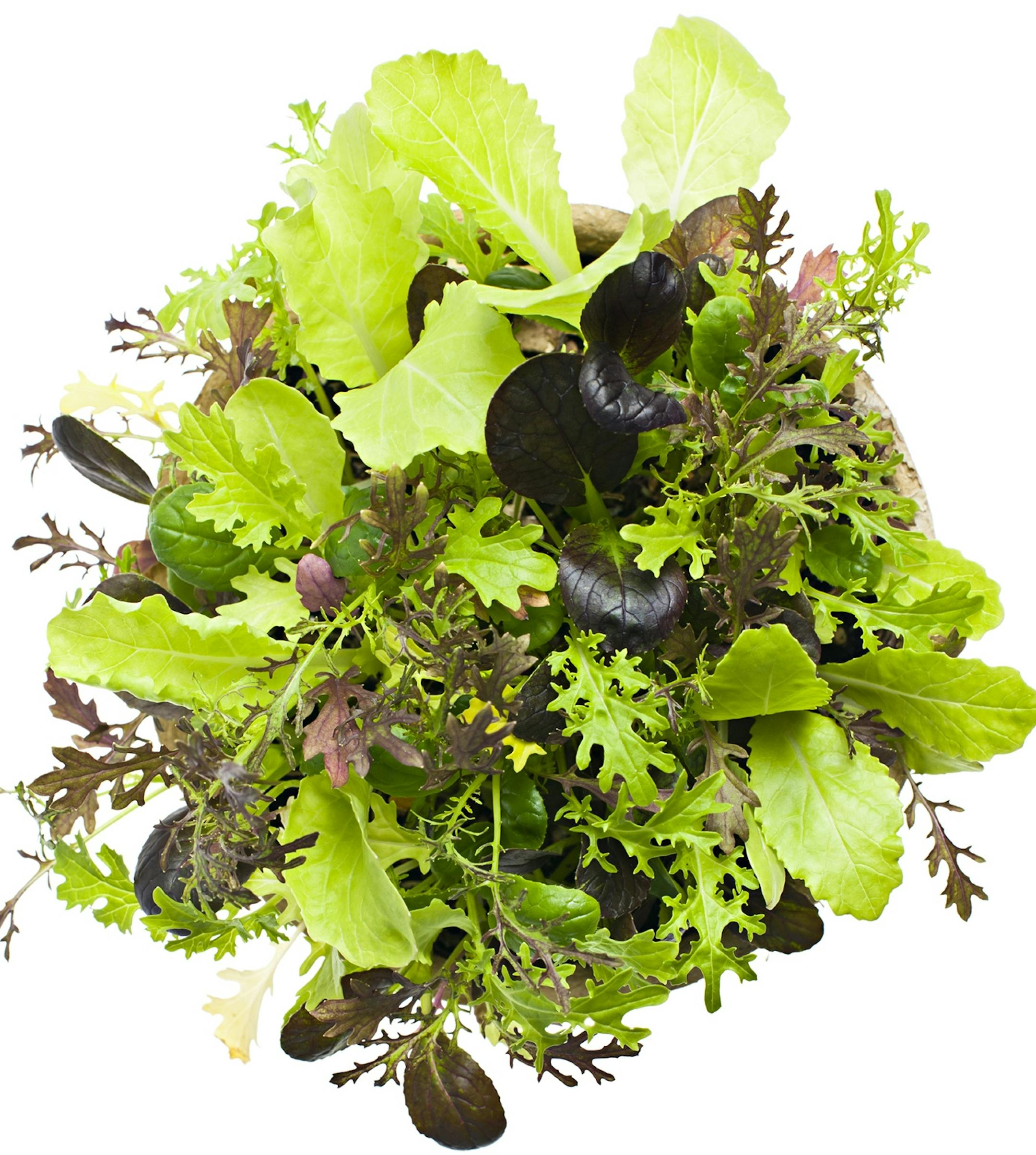 Potted seedlings of garden lettuce and salad greens.