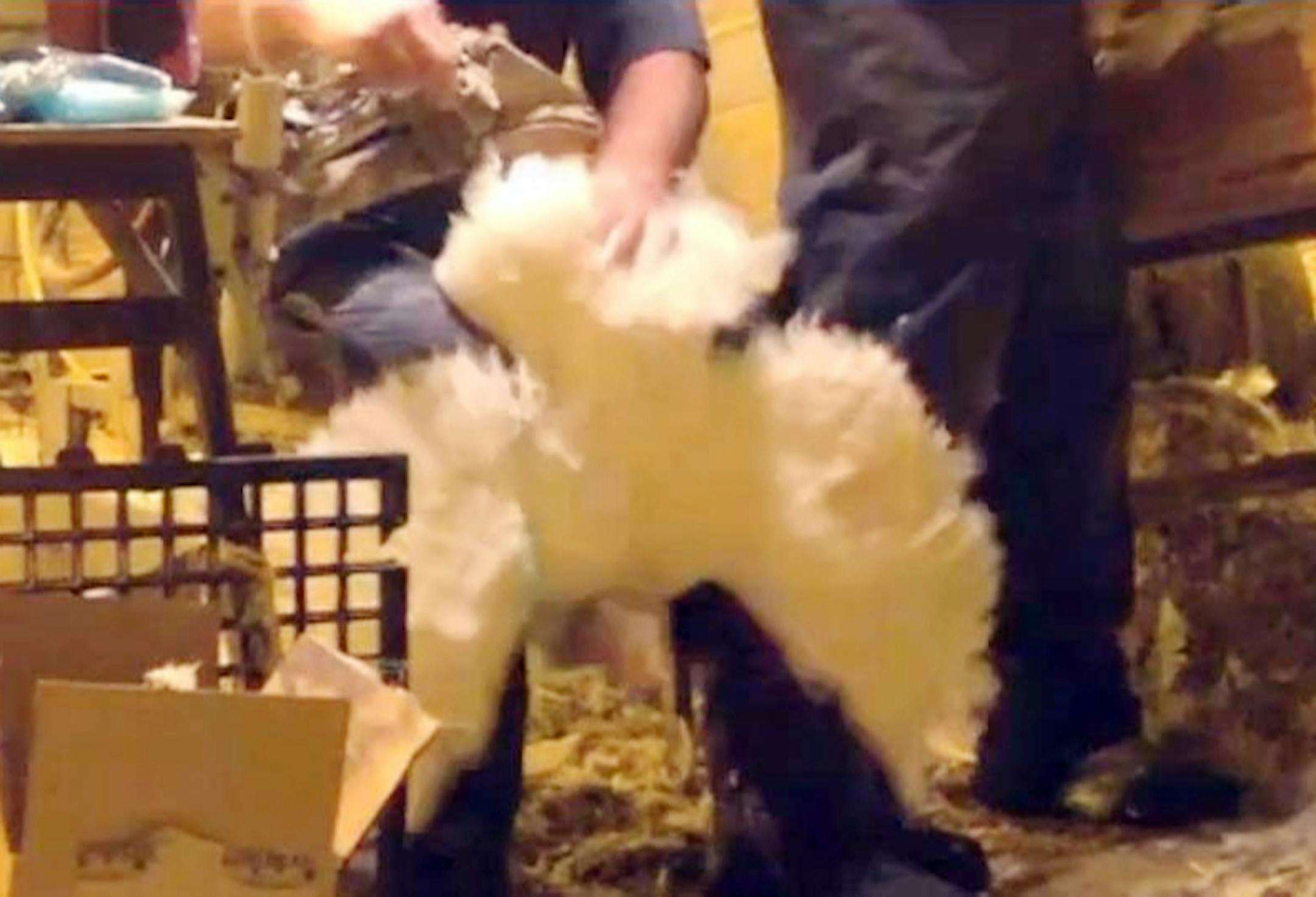 An animal rights group is releasing an undercover video that it says was shot at a western Minnesota farm, where 25,000 hens are alleged to be housed in filthy and deadly conditions.