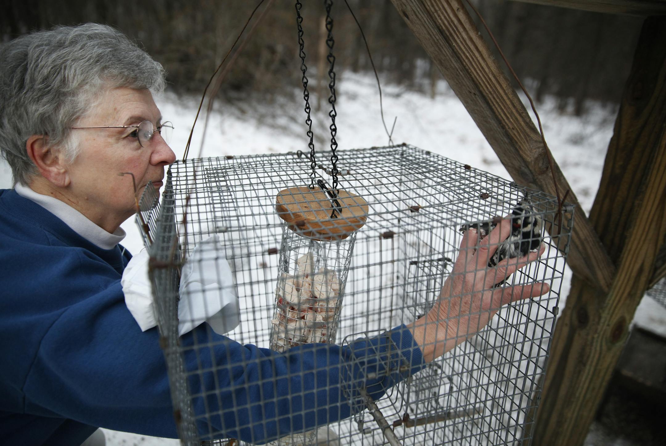 At Springbrook Nature Center where birders helped capture and band songbirds, Connie Arnold removed a downy woodpecker from a trap .]Richard Tsong-Taatarii/ rtsong- taatarii@startribune.com