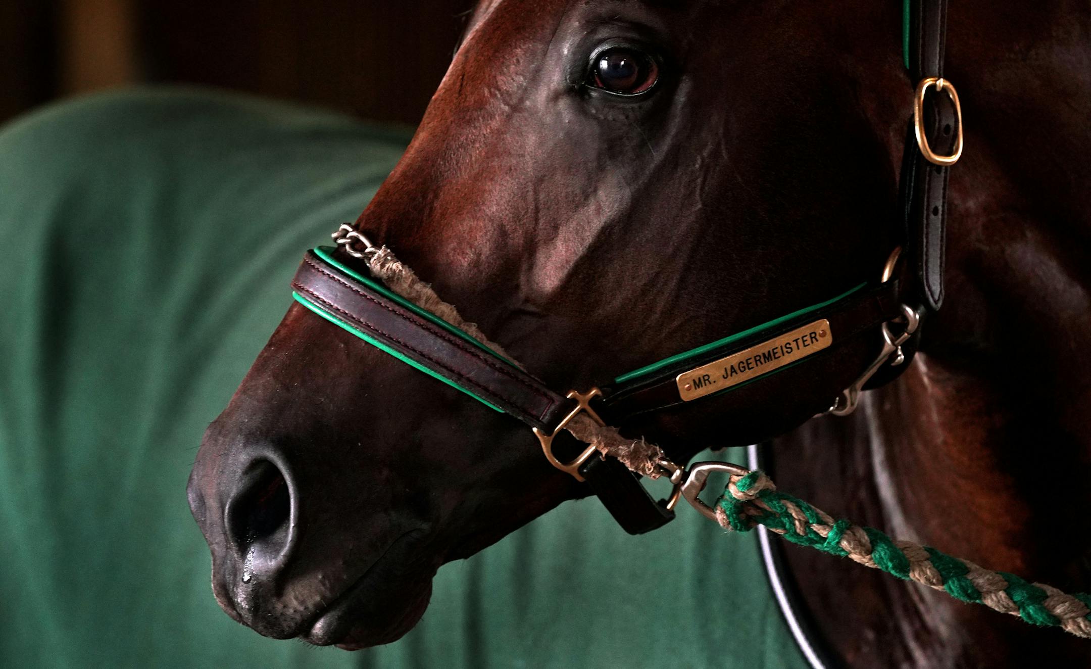 Assistant trainer Ramiro Meraz led a freshly washed Mr. Jagermeister around the barn to dry following his morning workout. ] ANTHONY SOUFFLE ï anthony.souffle@startribune.com Owner and trainer Valorie Lund worked out her 3-year-old thoroughbred Mr. Jagermeister, already considered one of the greatest Minnesota-bred racehorses in history, Wednesday, Aug. 29, 2018 at Canterbury Park in Shakopee, Minn. Lund who co-owns Mr. Jagermeister with her sister, also was the trainer of both parents and