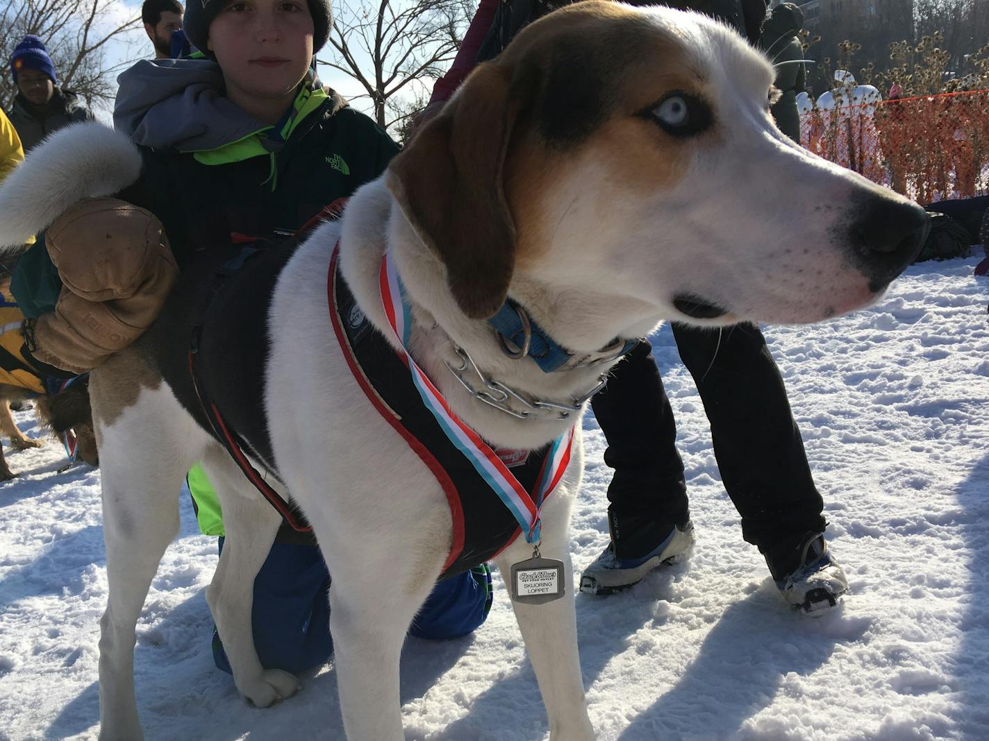 The winner of one of the skijoring races at the City of Lakes Loppet.