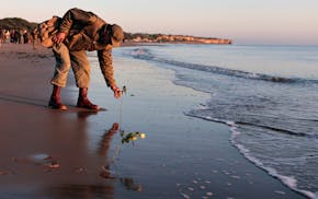 World War II reenactor put roses and flowers at dawn on Omaha Beach, in Saint-Laurent-sur-Mer, Normandy, France Monday, June 6, 2022, the day of 78th