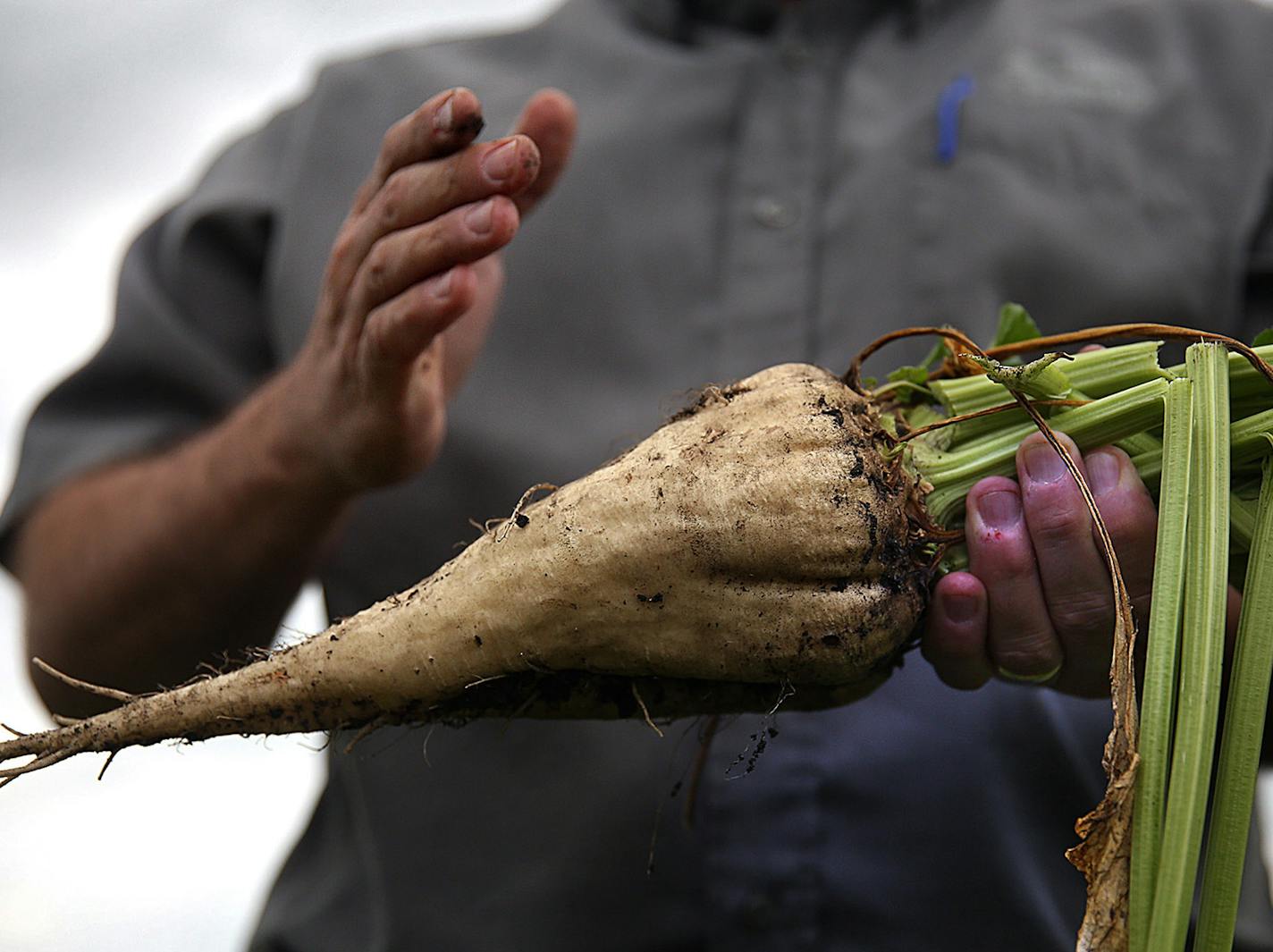 Todd Geselius, vice president of agriculture at the Southern Minnesota Beet Sugar Co-op, shows what a sugar beet looks like when it is harvested in the field on Sept. 9, 2015 in Renville, Minn. (Jim Gehrz/Minneapolis Star Tribune/TNS) ORG XMIT: 1175088 ORG XMIT: MIN1510142301350530