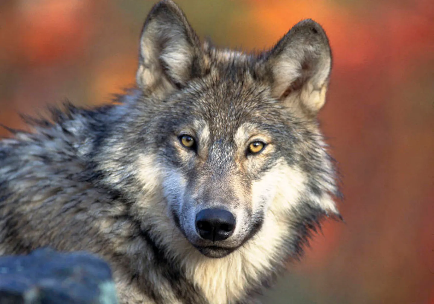 Why is Minnesota the only mainland state with an abundance of wolves?