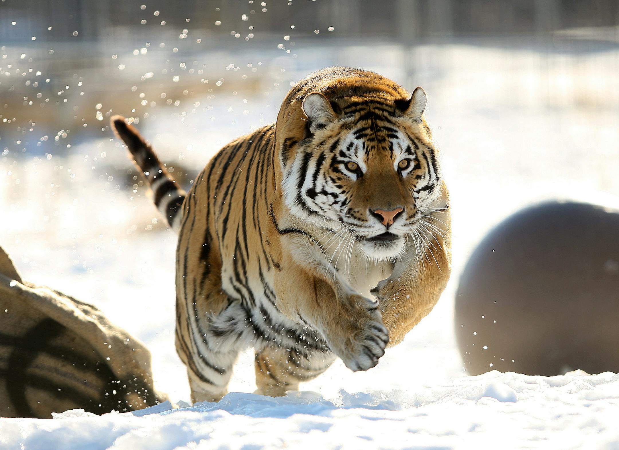 JEFF WHEELER â€¢ jeff.wheeler@startribune.com SANDSTONE - 3/2/10 - The Wildcat Sanctuary and two Bengal tigers who reside there will be featured in an upcoming episode of Animal Planet. The pair of tigers, Titan and Lily, were taken from the property of Cynthia Gamble who was killed four years ago by a third tiger, Tango. IN THIS PHOTO: ] Titan charged towards his roomate, Lily, Tuesday afternoon as they played in their compound. ORG XMIT: MIN2013111419123425