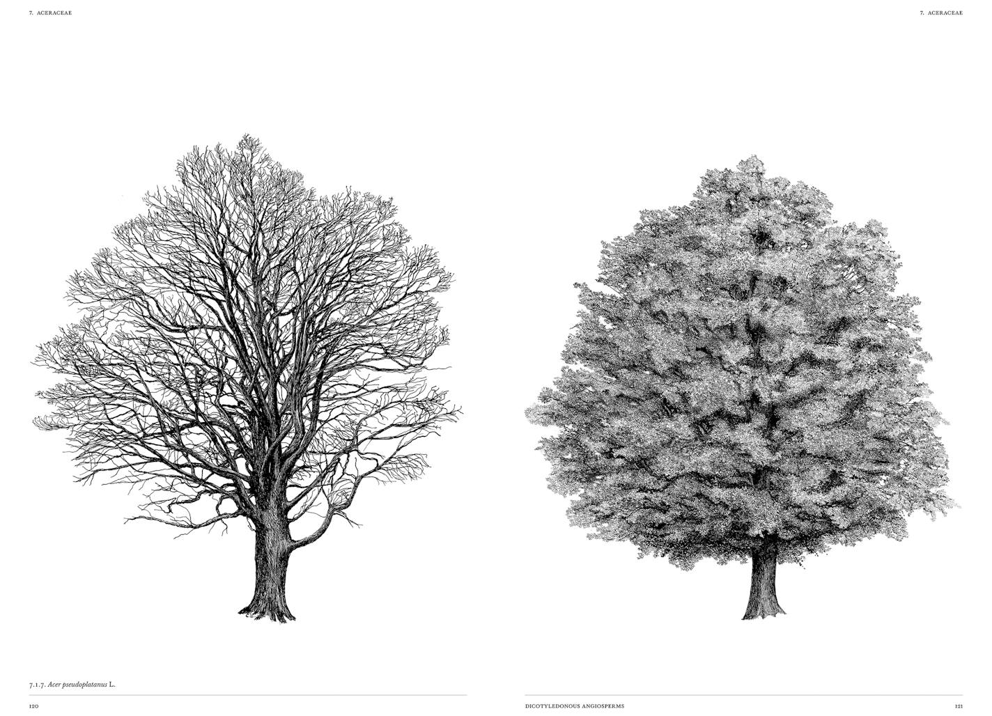 Tree sketches in "The Architecture of Trees" by Princeton Architectural Press, new this spring.