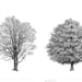 Tree sketches in "The Architecture of Trees" by Princeton Architectural Press, new this spring.