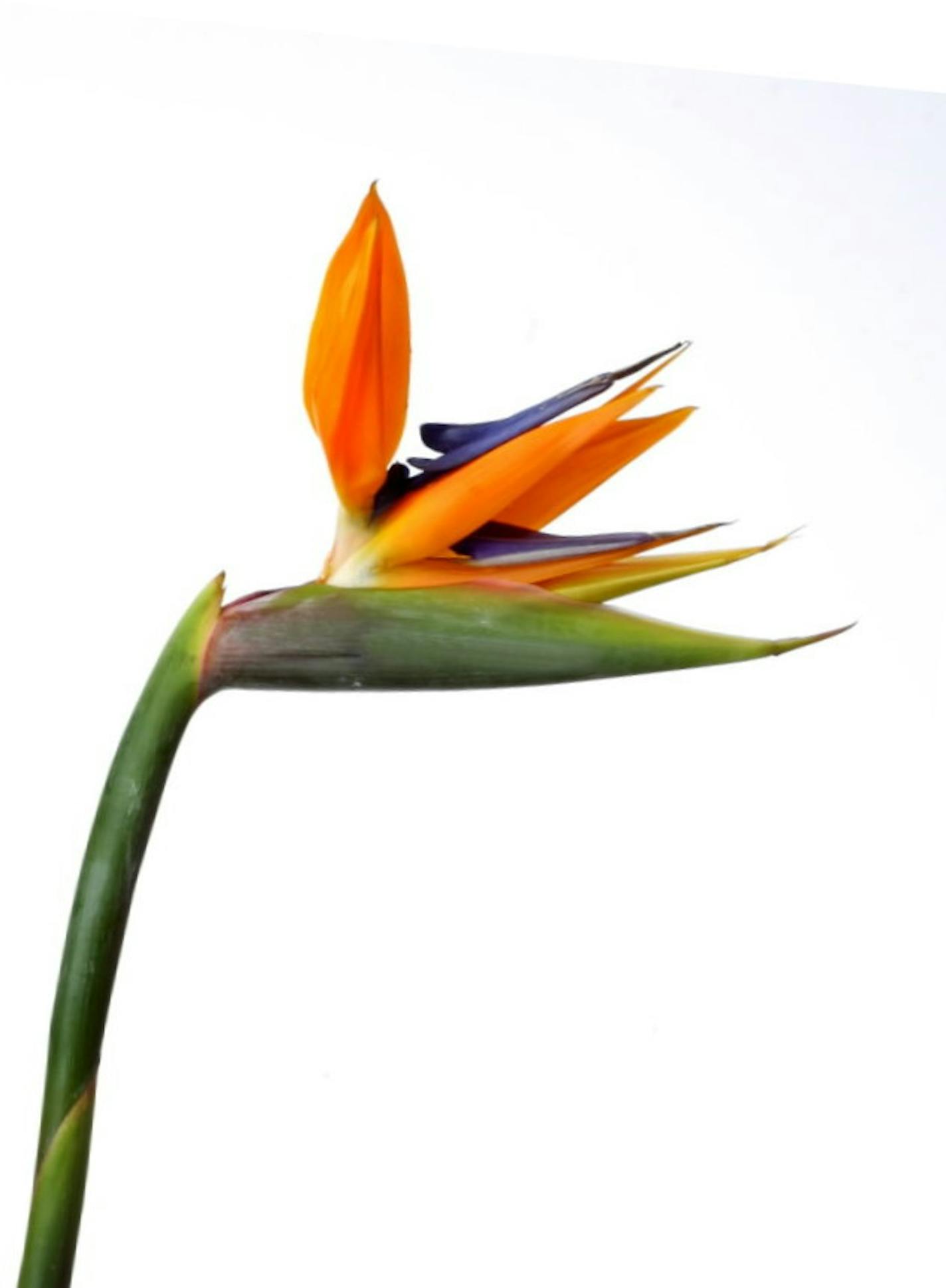 Bird of paradise