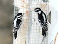 Downy woodpeckers visit a suet feeder credit: Jim Williams, special to the Star Tribune