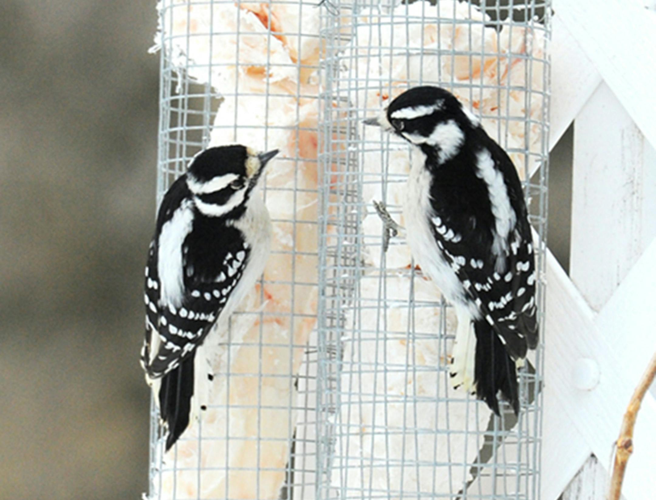 Downy woodpeckers visit a suet feeder credit: Jim Williams, special to the Star Tribune