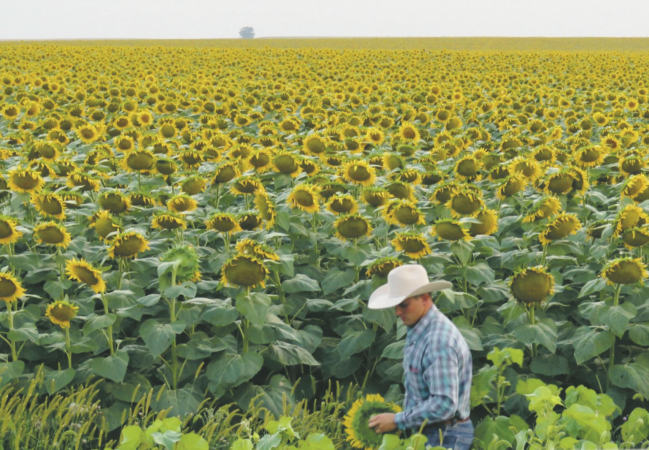 South Dakota Sunflowers Photos By Lisa Meyers McClintick