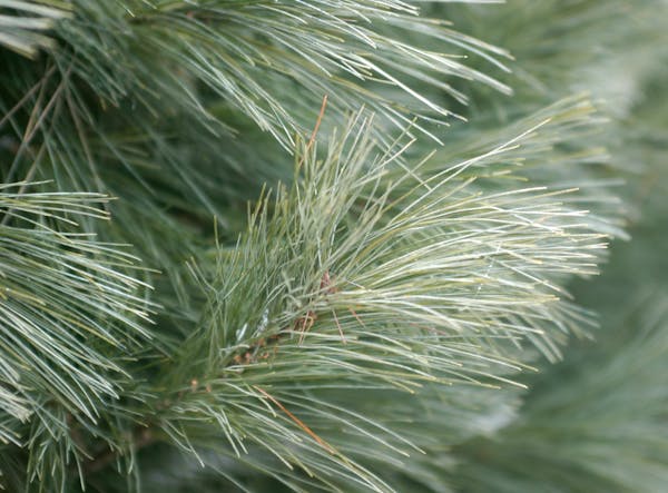 Isanti, MN, Tuesday, November 25, 2003 -- white pine is one of the types of trees available on Pinestead Tree Farms in Isanti.
