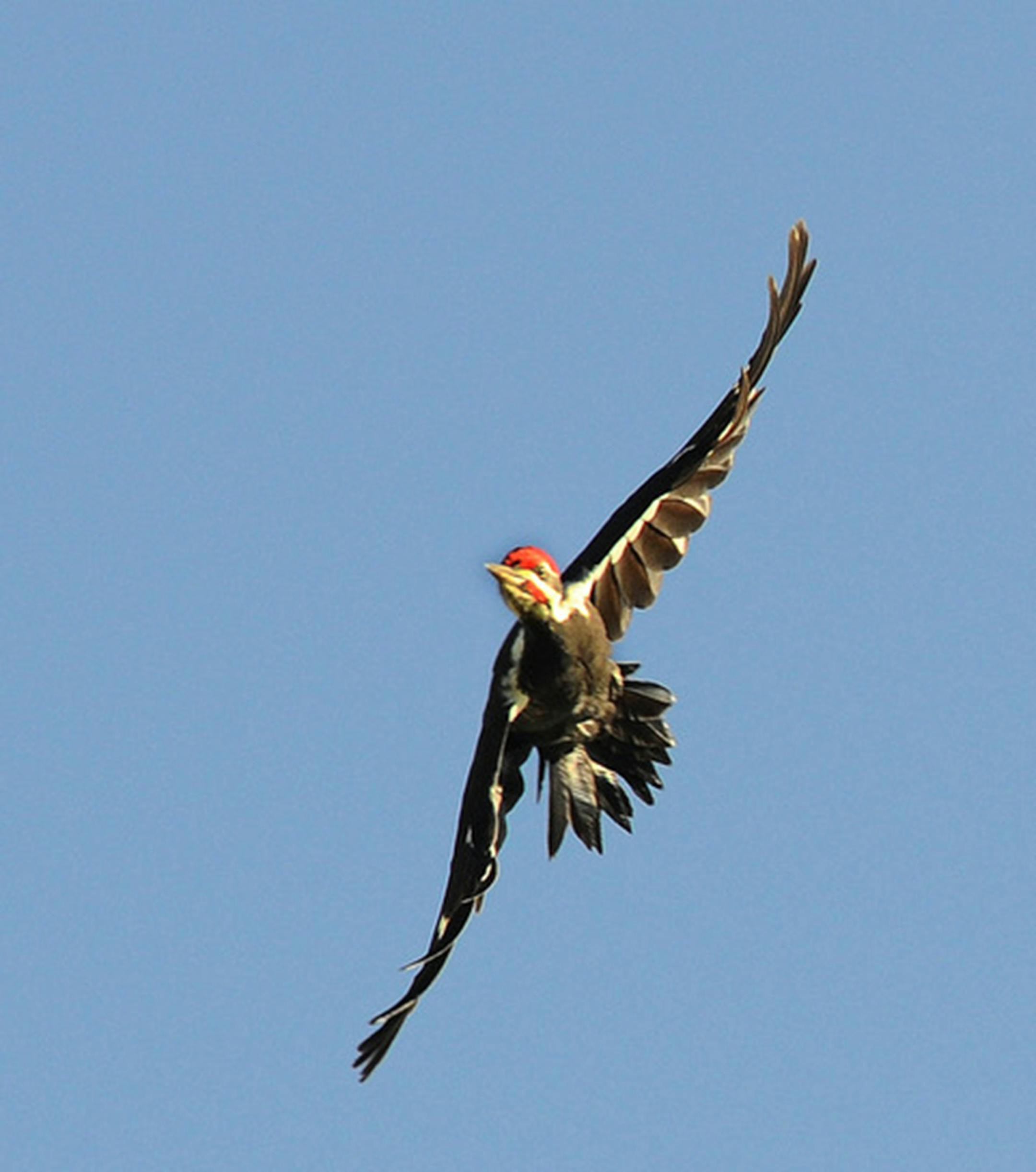 A pileated woodpecker seen in flight from below. The crested head is less prominent from that angle, but the beak still stands out.