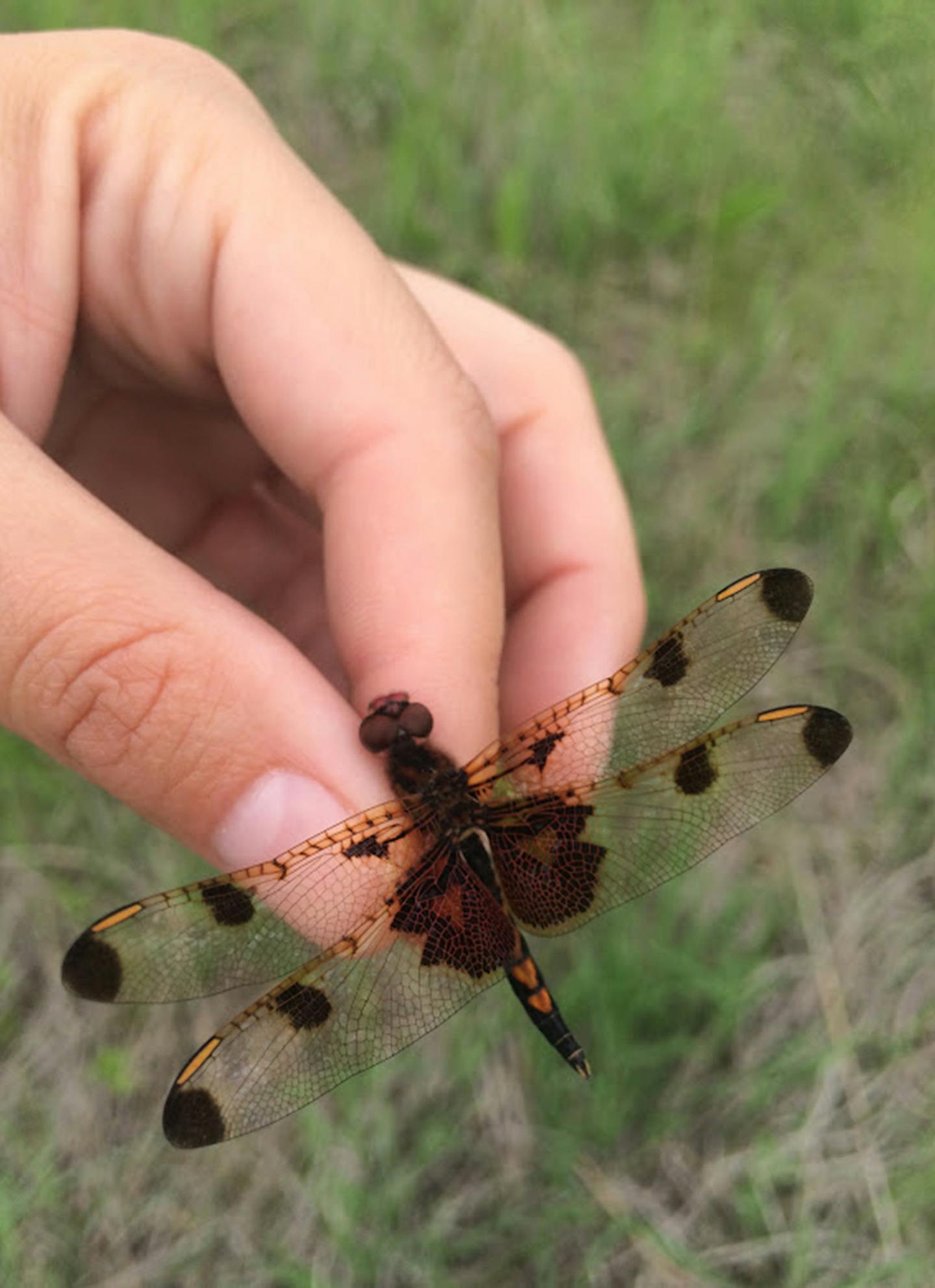 Calico pennant