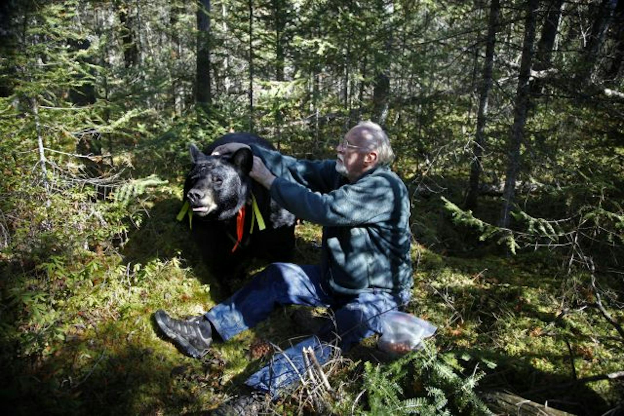 Lynn Rogers of the North American Bear Center near Ely, with one of his research bears.