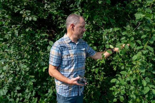 Pablo Olivera Firpo, PhD, a research assistant professor, points out infected buckthorn plants Tuesday, June 27, 2023, at the Minnesota Agricultural E