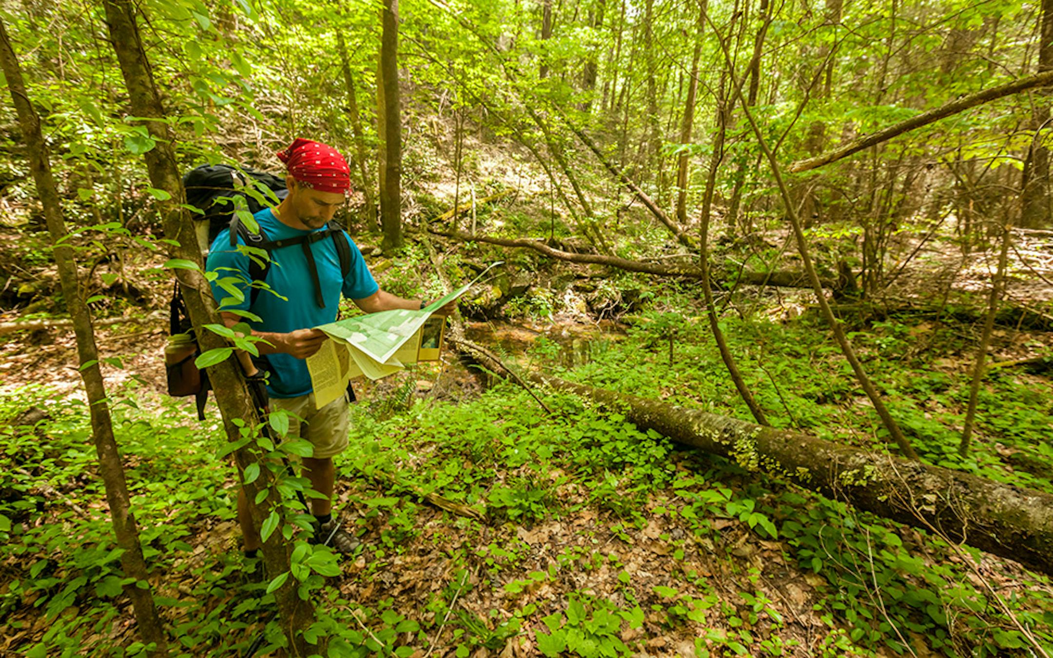 A hiker in a forest pauses to consult a map.