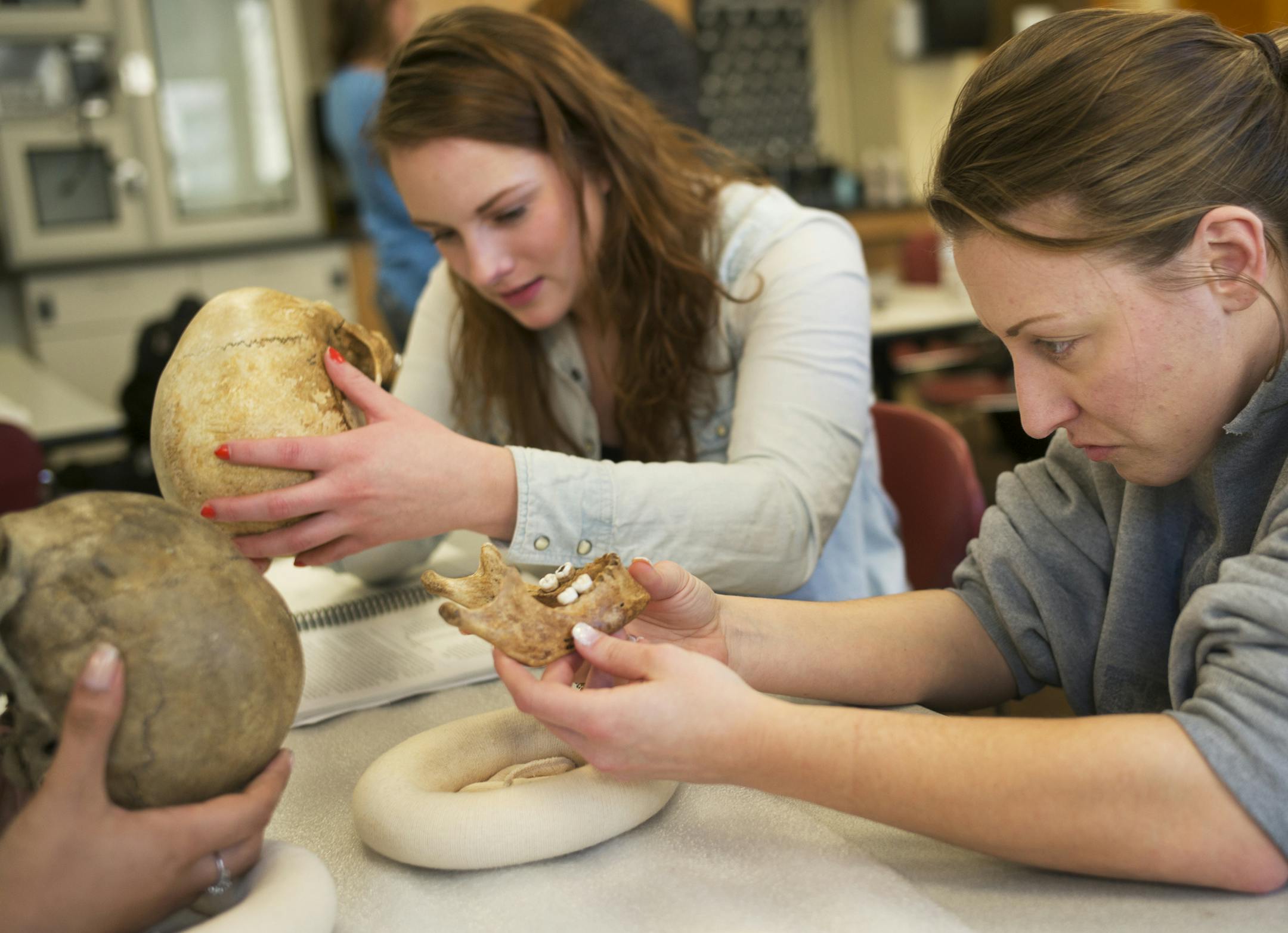 In a forensic anthropology class at Hamline University, taught by professor Susan Myster, Rachel Winter, left, and Meredith Brose check out a skull and mandible for clues on how that person lived.]Richard Tsong-Taatarii/rtsong-taatarii@startribune.com