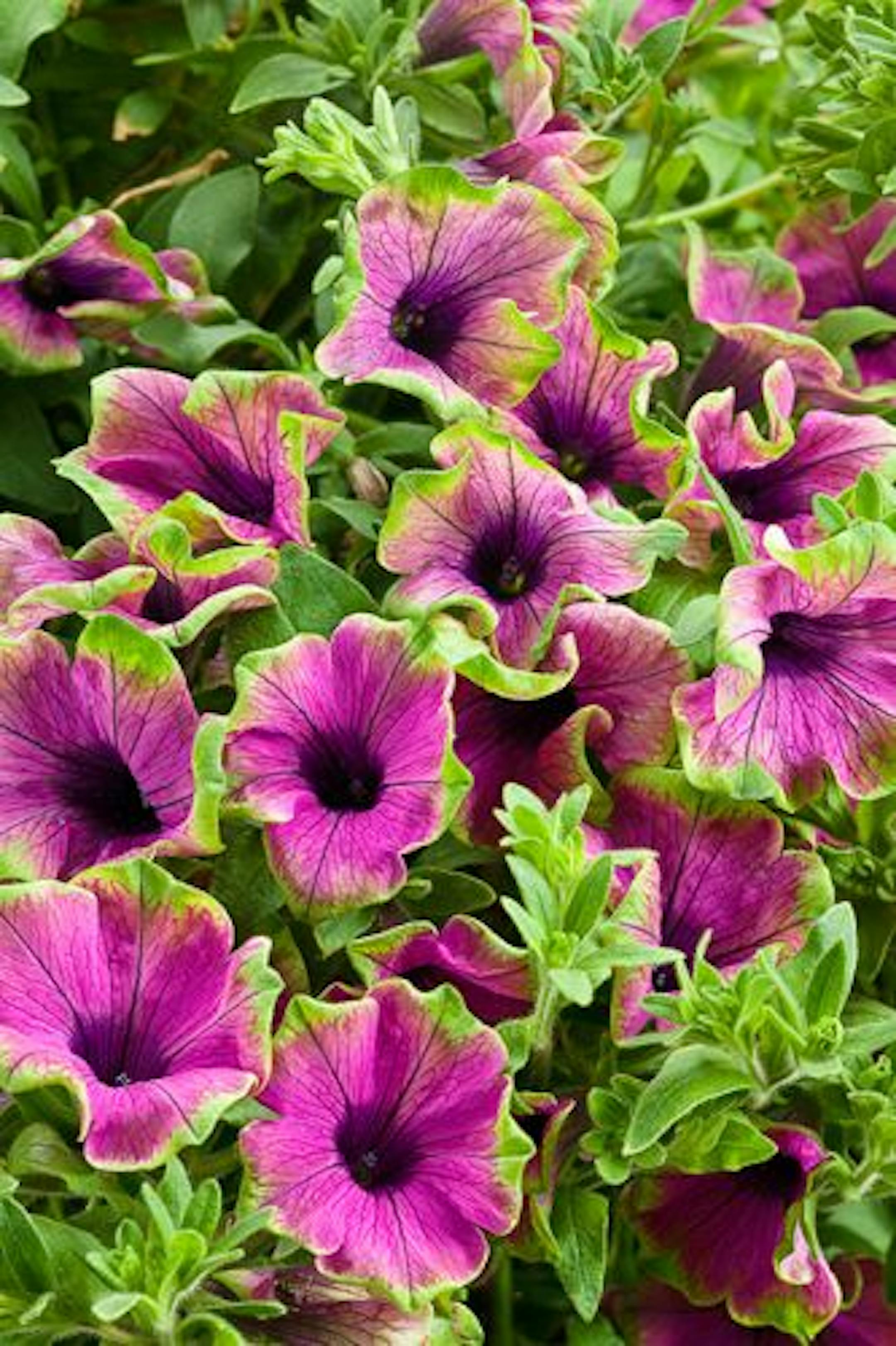 Pretty Much Picasso petunia