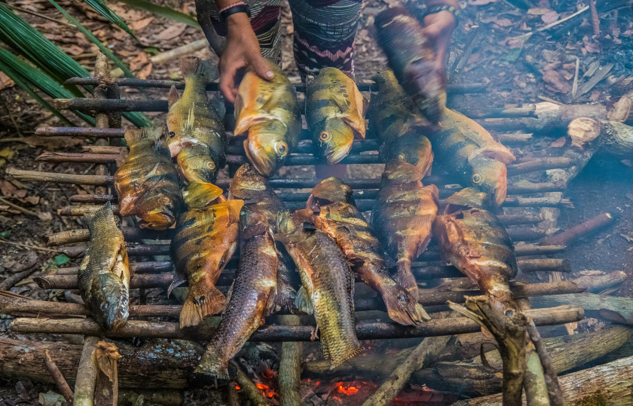 Freshly caught peacock bass and wolf fish slowly cook over an open fire. Due to their remoteness, the Mats&#x17d;s rely on fishing, hunting and farming for self-sufficient survival.
