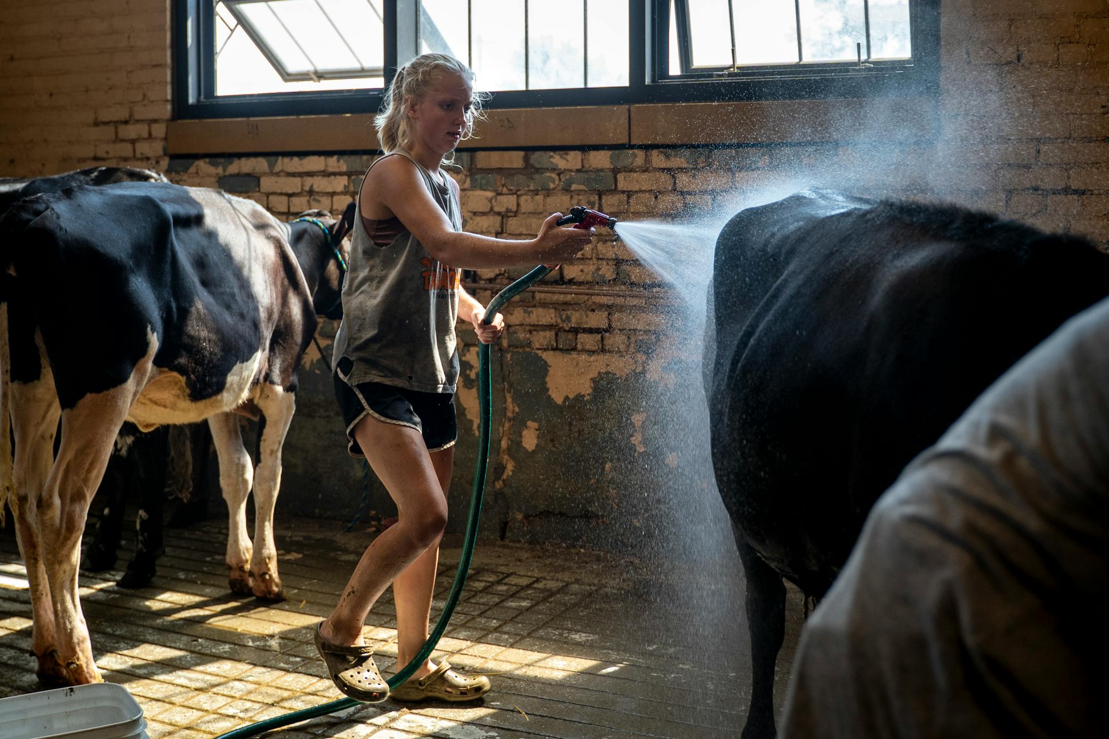 Ellie Swart hoses down one of her cows at the cattle barn on the Minnesota State Fairgrounds in Falcon Heights, Minn. on Wednesday, Aug. 23, 2023. With temperatures in the high '90s during a record-breaking heat wave, it's just as important for the animals to stay cool as the humans.