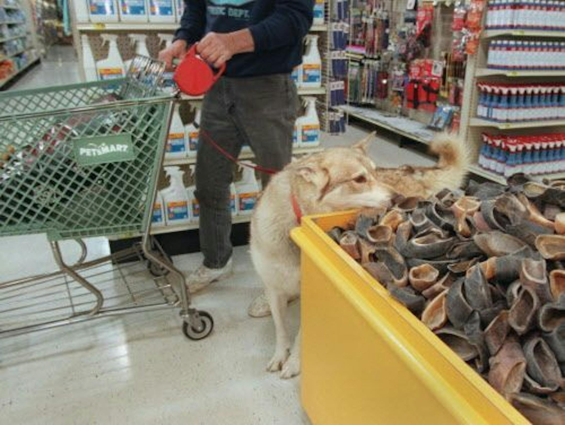 Bobo of Bloomington shops for pig's feet with his owner Glenn Carlson at Petsmart in Richfield.