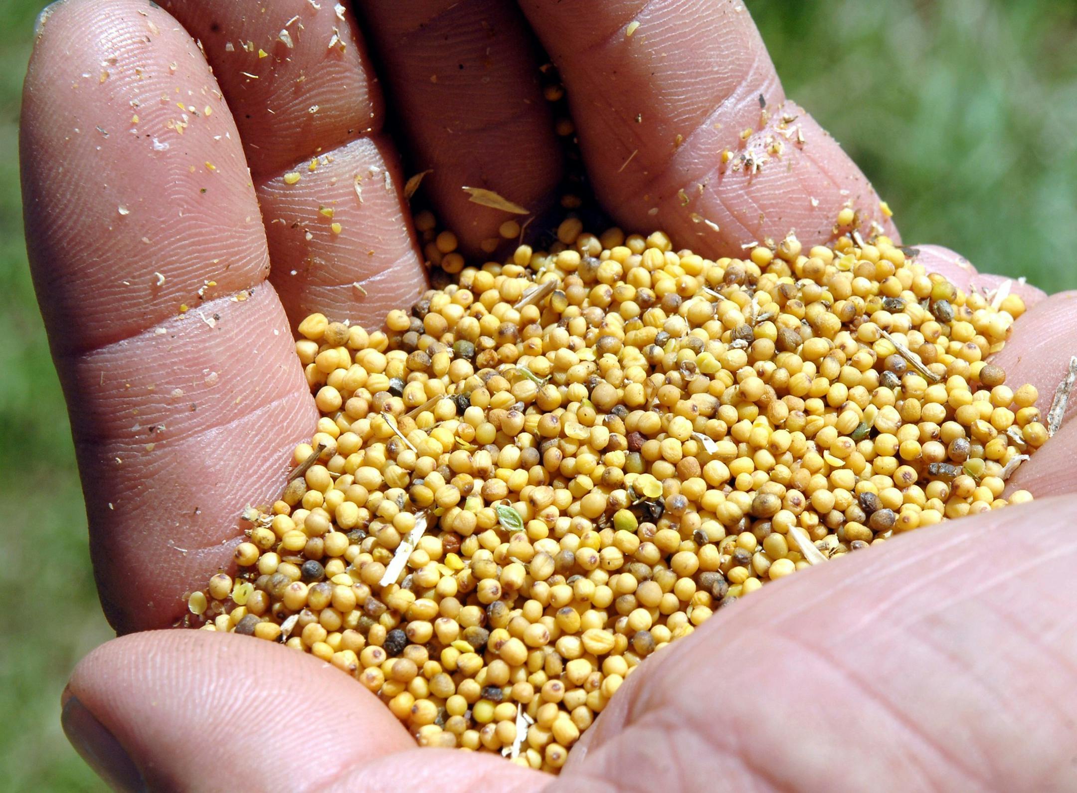 In this Aug. 24, 2015 photo, Wes Frederick, a farmer from Flasher N.D., holds a handful of mustard seed variety known as carinata that was harvested from a test plot on his land. The crop, used to produced jet fuel, was planted and harvested by Canadian seed producer Agrisoma Biosciences. The federal government has finalized procedures on how to insure the new crop. (Mike McCleary/The Bismarck Tribune via AP) ORG XMIT: NDBIS101