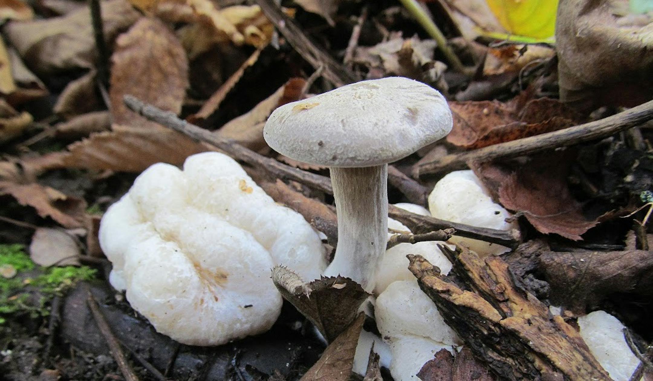 Two mushrooms, one a parasite to the other, are both edible and called entoloma arbortivum, or aborted entoloma, (Kempenich prefers the term "cloud mushroom.") Photo by Mike Kempenich