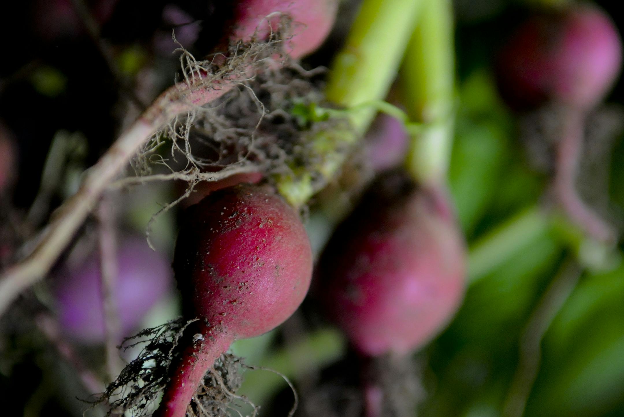 Richard Sennott/Star Tribune. Richard.Sennott@startribune.com Osceola WI. Wednesday 06/01/11 ] The Philadelphia Community Farm is a CSA (community supported agriculture) farm located in Osceola,WI.These radishes were just picked and were about to be washed.