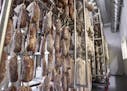 Salami hangs in the aging room in the Red Table Meat Co. production facility at Food Building in Minneapolis March 20, 2015. (Courtney Perry/Special t