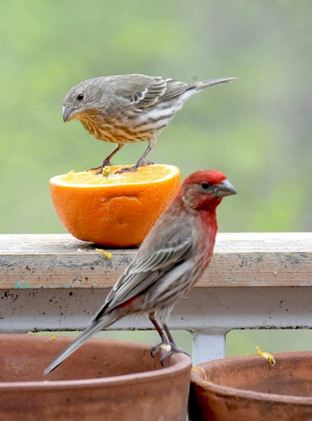 A bright male house finch with his drabber mate. 
