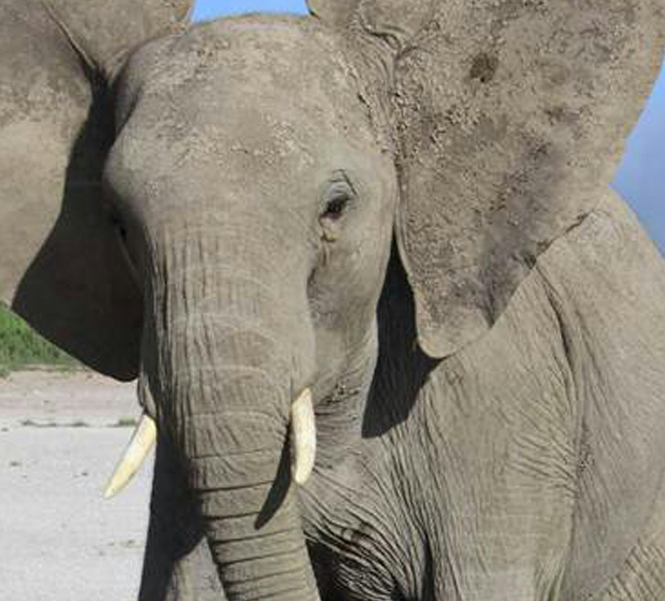 This handout photo provided by the University of Sussex, taken in April 2011, shows a wild elephant in Amboseli National Park in Kenya reacting to sound played by scientists in experiments that show they can distinguish between human languages and genders. Elephants are so clever they use their famed memory to be discriminating listeners of us humans. That way they can determine who is a threat and who isnít, according to study released Monday in the Proceedings of the National Academy of S