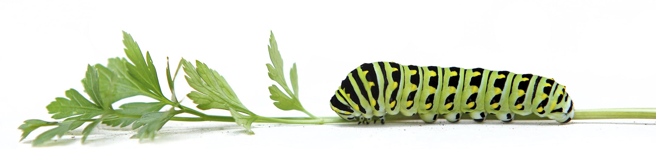 A black swallowtail caterpillar on a fresh sprig of parsley. from istock