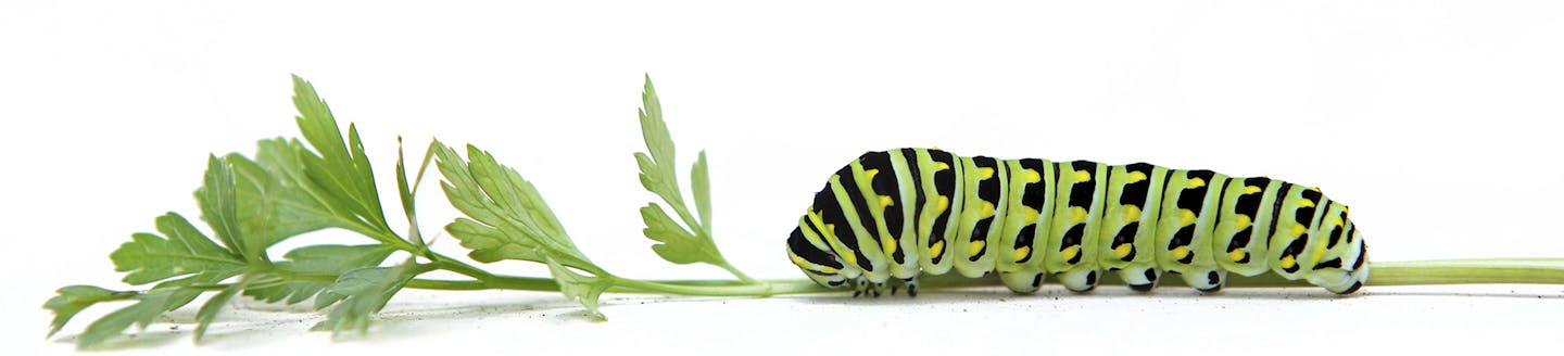 A black swallowtail caterpillar on a fresh sprig of parsley. from istock