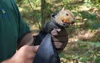 DNR wildlife biologists fitted more than 80 squirrels with radio collars, following a tip from hunters that squirrel populations seemed to be in decli