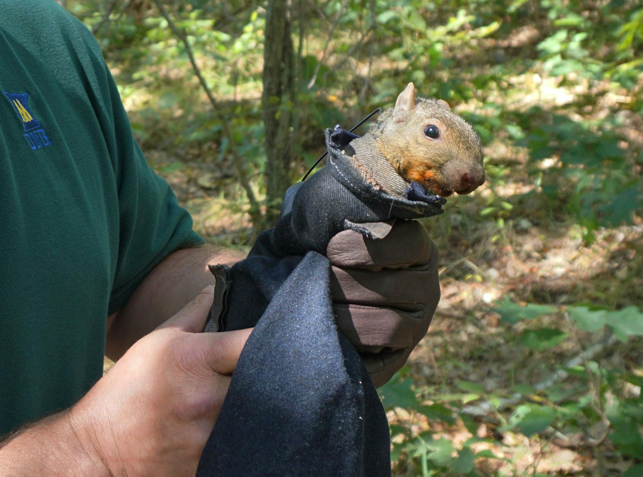 DNR wildlife biologists fitted more than 80 squirrels with radio collars, following a tip from hunters that squirrel populations seemed to be in decline.