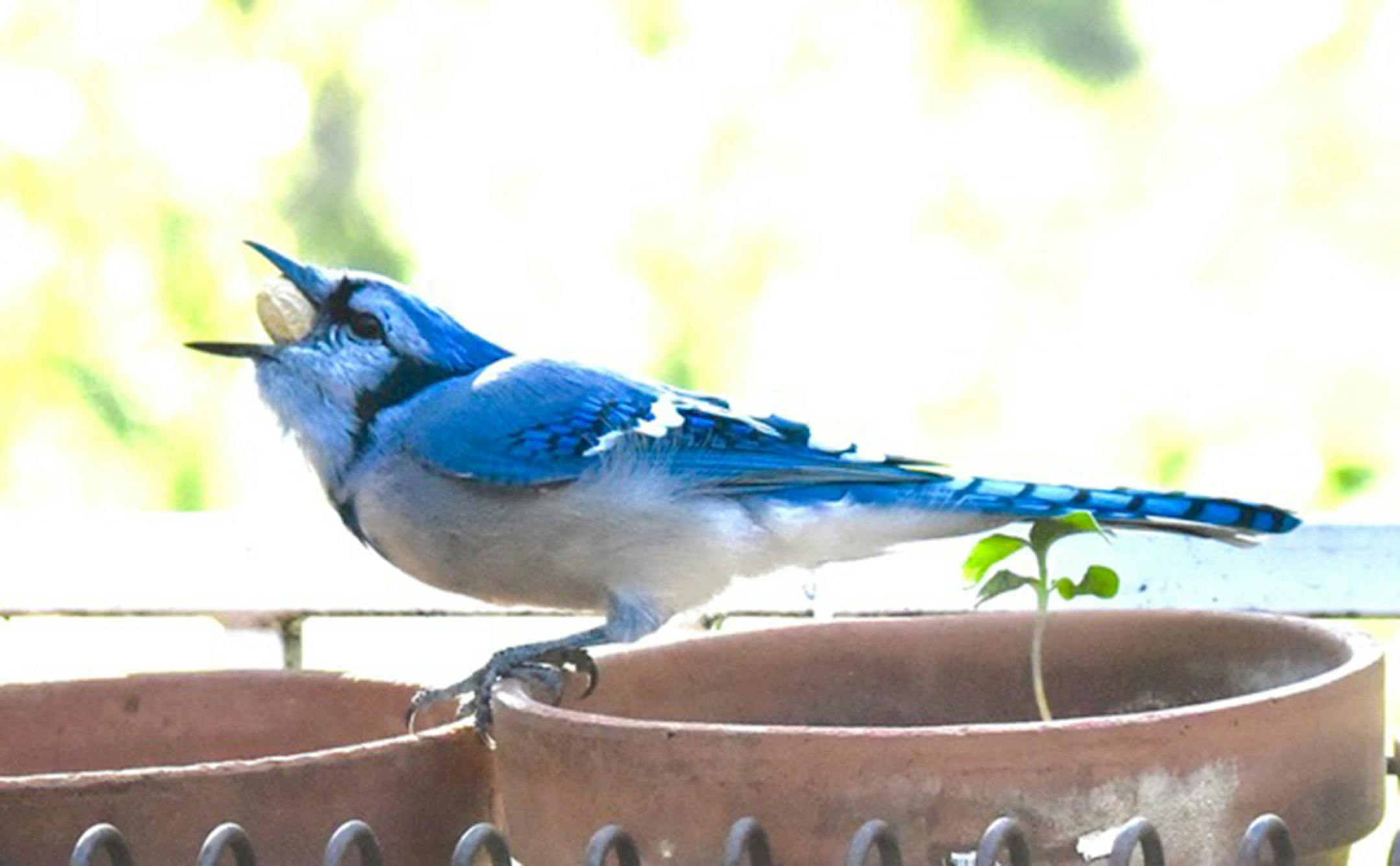 Blue jays pack in seeds and nuts, then fly off. Jim Williams photo