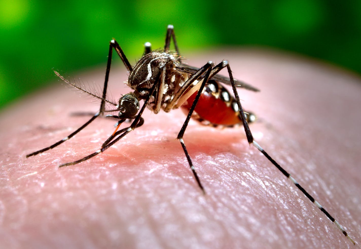 Despite what can seem like a feeding frenzy, the Twin Cities area isn't as beset by mosquitoes as we thought.