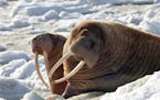 This April 17, 2004, photo provided by the U.S. Fish and Wildlife Service shows two walrus cows on ice off the west coast of Alaska. Hunters and scien