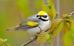 Golden-winged warblers reflect their name.