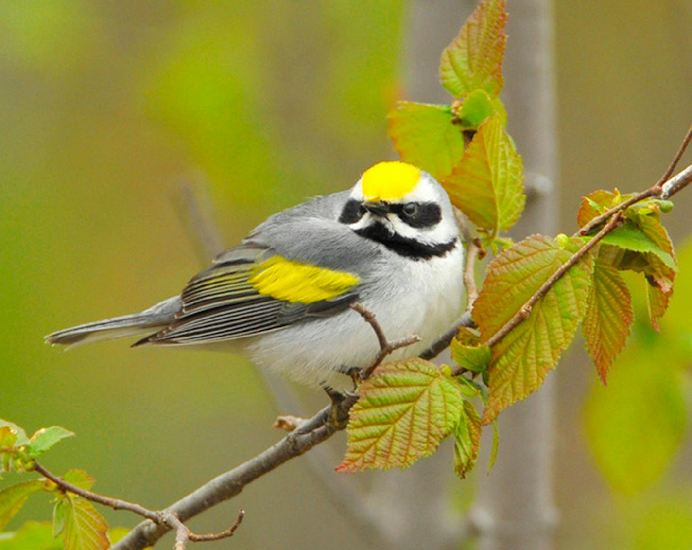 Golden-winged warblers reflect their name.