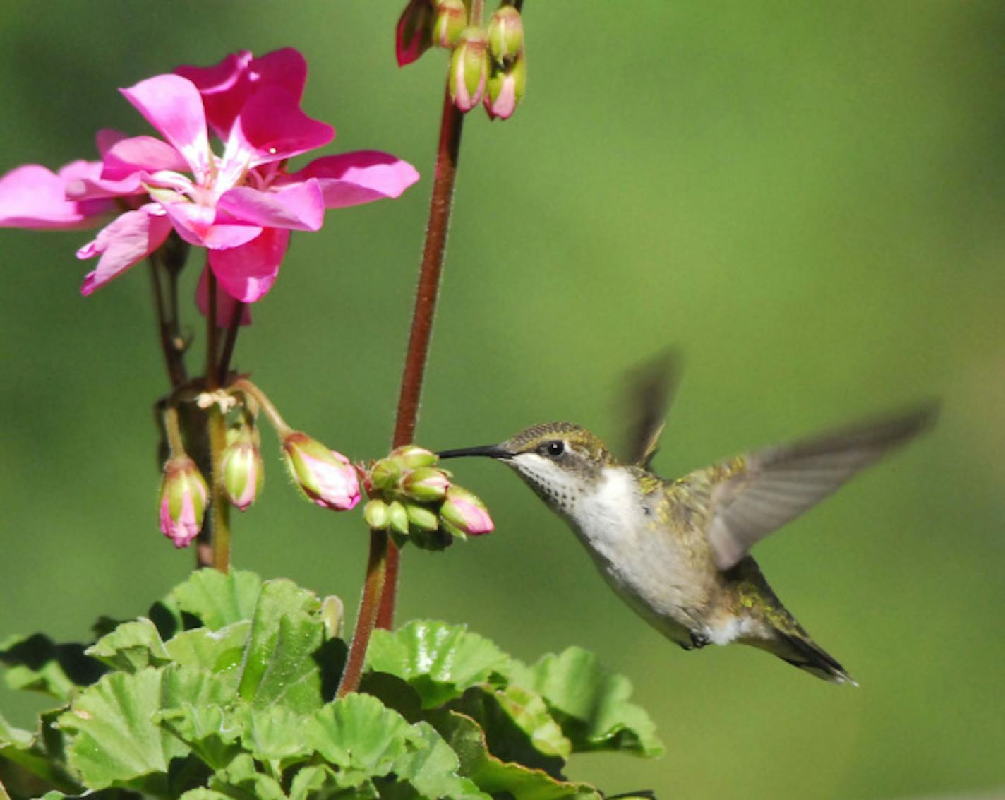 Ruby-throated hummingbird, juvenile male, at geranium flower