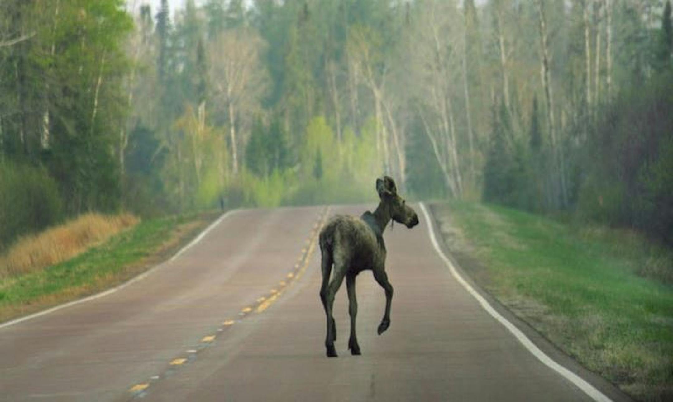 The moose population has remained steady in northeastern Minnesota for several years, according to the state DNR. Credit: Brian Peterson, Star Tribune