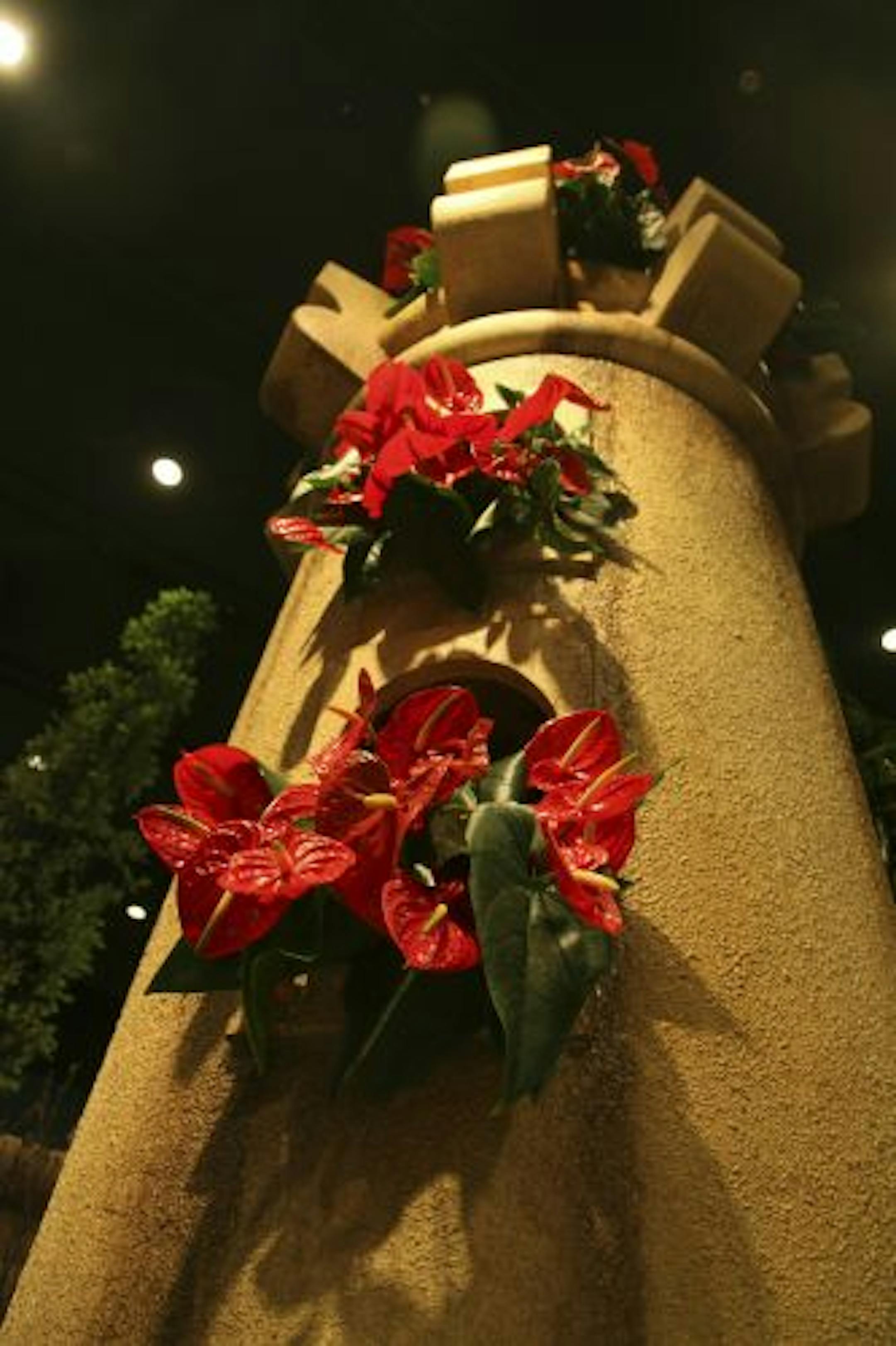 Anthurium sprout from a tower.