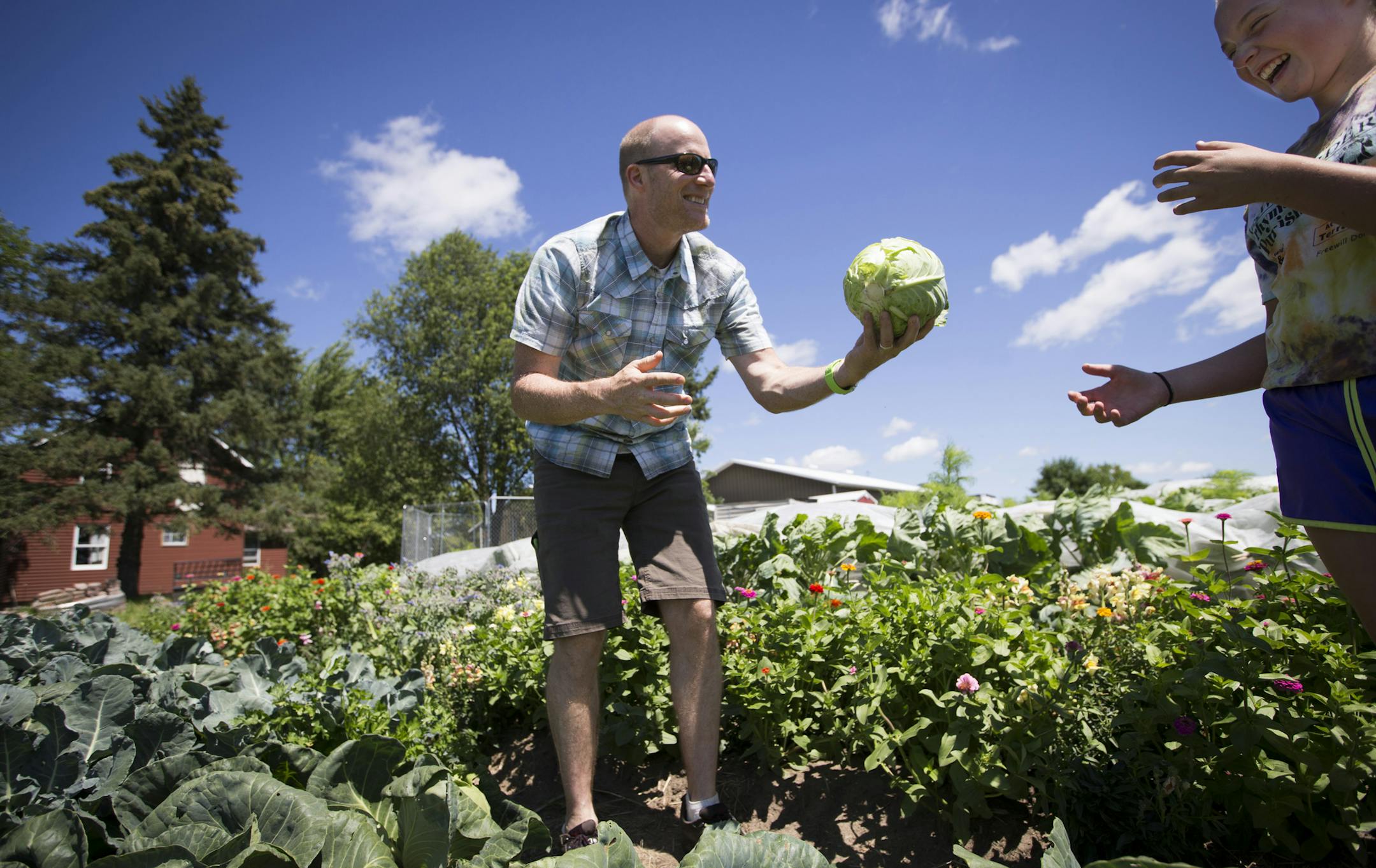 Fred Haberman handed Eileen Otto a cabbage he had just picked during a harvest day on July 20, 2015 in Delano, Minn. Haberman has taken his Minneapolis ad agency, once known for creating the U.S. Pond Hockey Championship, and turned into into a food-centric operation that has become a lreader in promoting organic foods and sustainable agriculture] RENEE JONES SCHNEIDER • reneejones@startribune.com