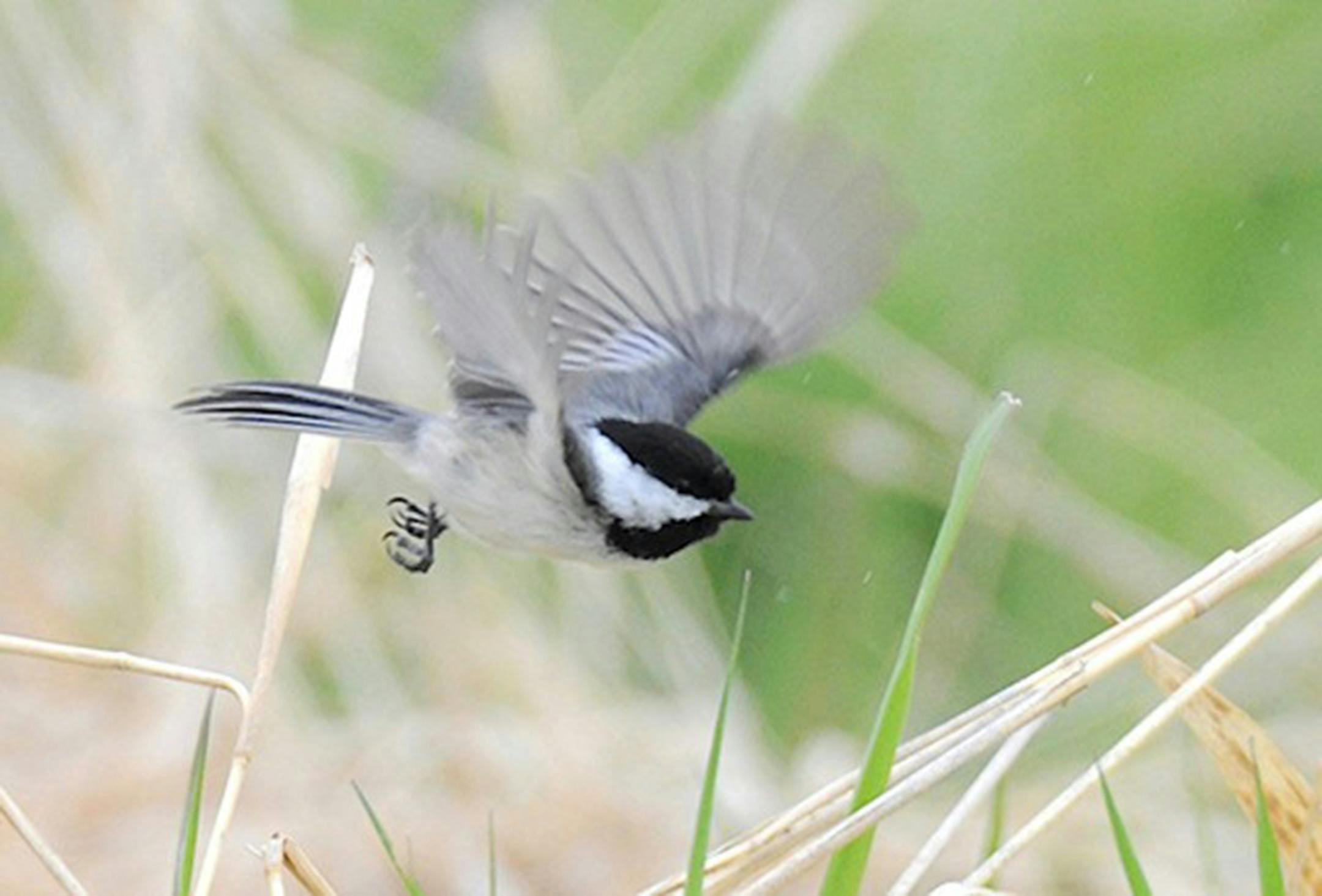Black-capped chickadee in flight